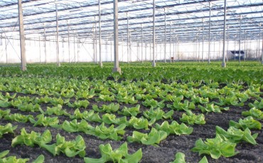 Ontsluiting van de tuinbouwmarkt voor Engie