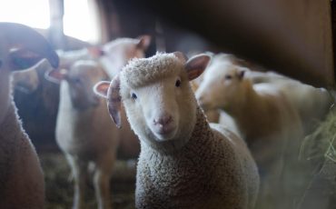 Het schaap met de vijf poten